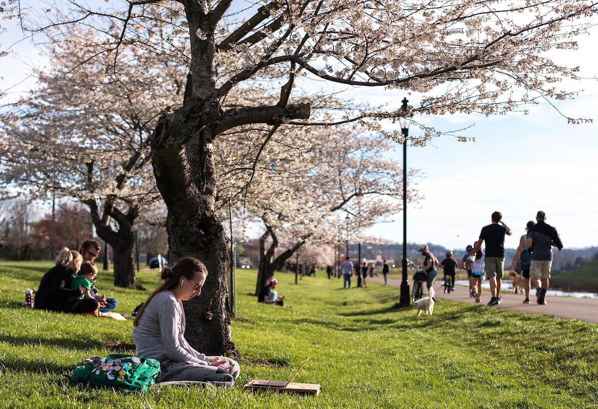 Students 和 community members enjoy the sakura cherry blossom trees in bloom on bet8九州登录入口's campus